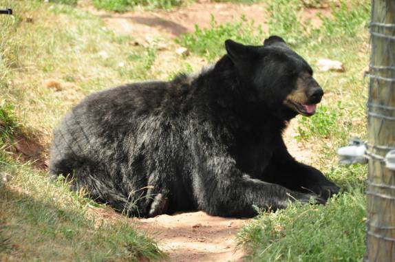 Urso Preto no Bear Park, em Rapid City, região das Black Hills, em South Dakota, nos Estados Unidos